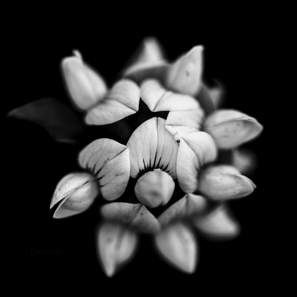 Lotus corniculatus photo