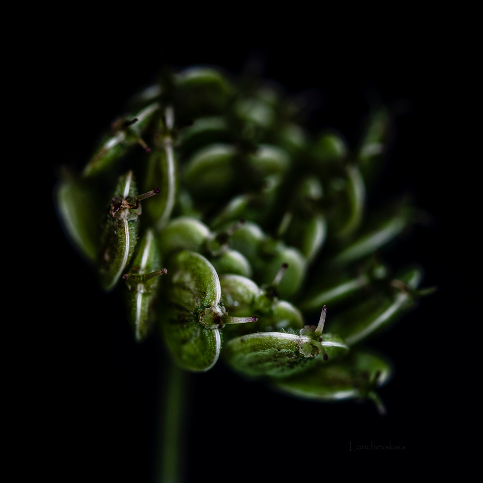 Heracleum sibiricum photo macro Lenchevskaia