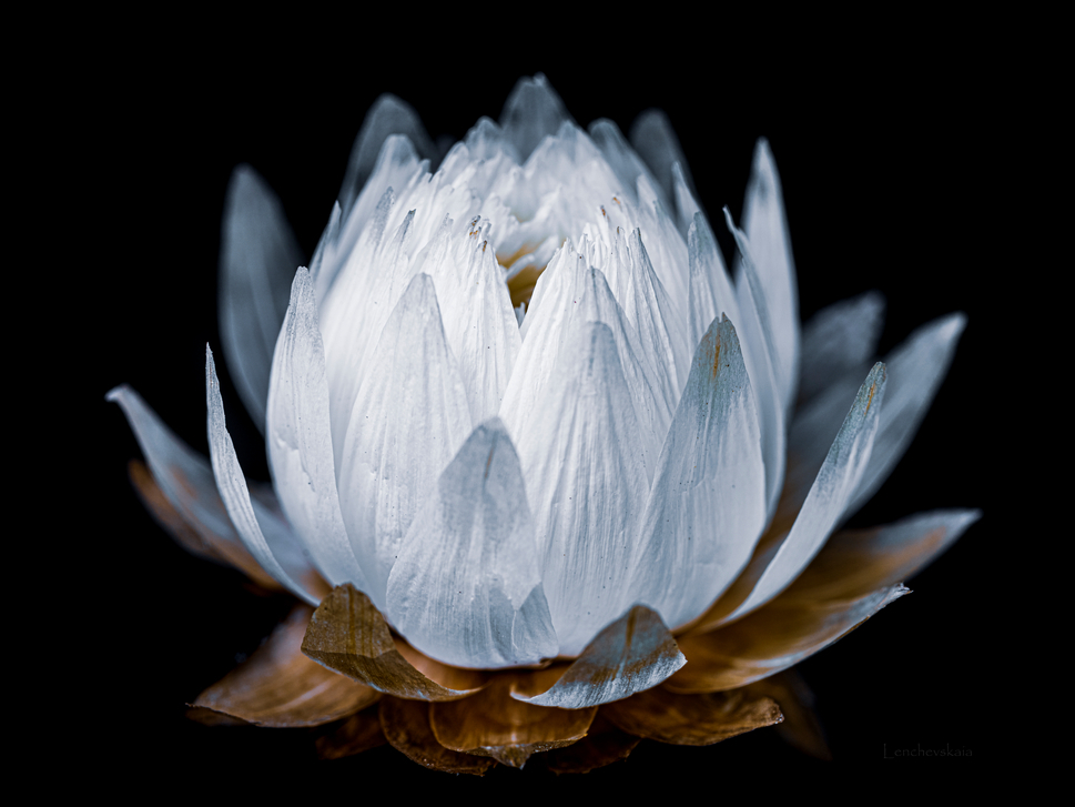 Hélichrysum blanc photo immortel