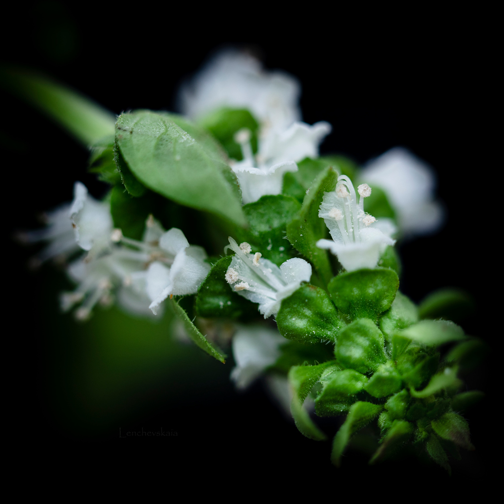 Les fleurs de basilic photo macro