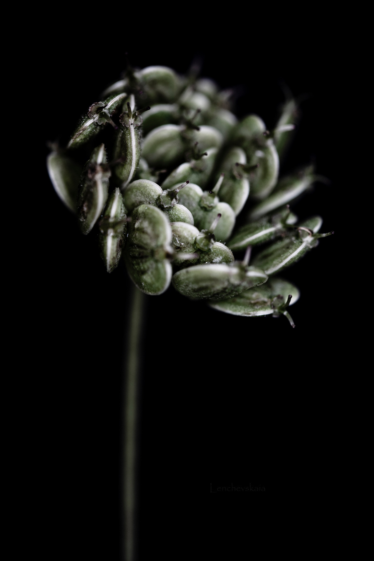 Heracleum sibiricum photo macro