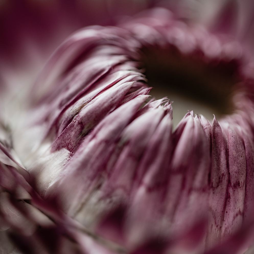 immortelle fleur photo macro